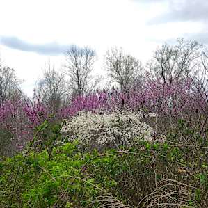 Redbud