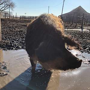 TNT Ranch