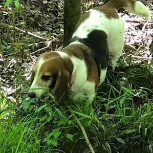 Another camping buddy