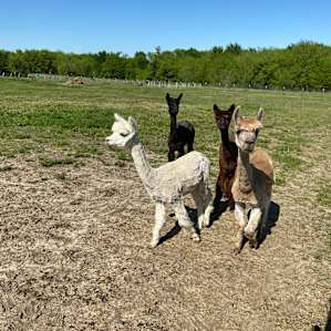 Texas Prairie and Fiber Ranch!