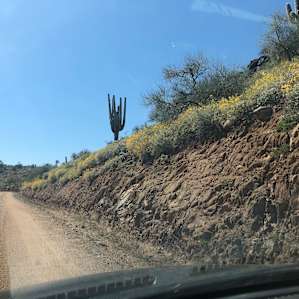 Amazing flora on the way to camp.