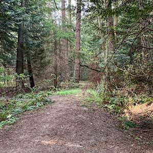 Trails With deer behind the cabin, great morning walks!