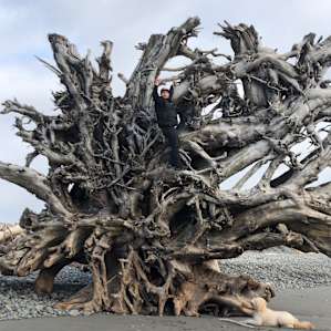 Huge drift wood lined the beach!