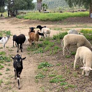 View of animals from the house walking toward campsites.