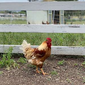 Beautiful Rooster