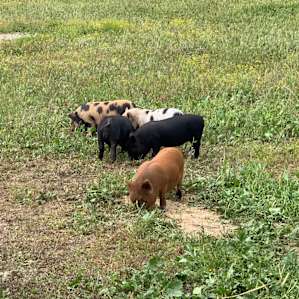 Cutest Piglets