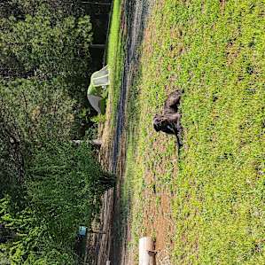 Forest Springs Camping & RV