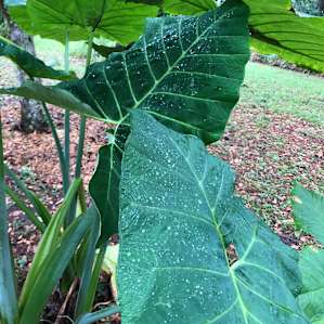 Elephant ears. .