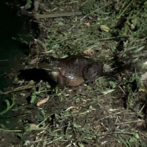 Big Frogs! Kids loved hunting for them