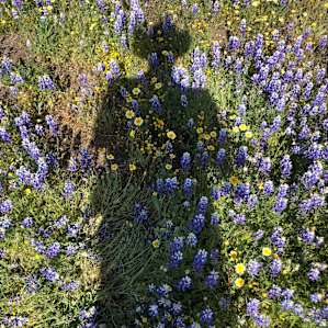 Amazing wildflowers about a half hour drive away