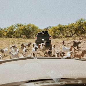 The welcoming party on the road into camp.