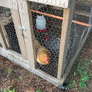 Big Mama Hen