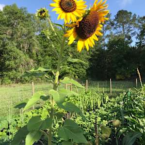 Omg I was in love with the sunflowers.