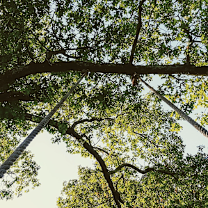 Enjoyed the wooden tree swing