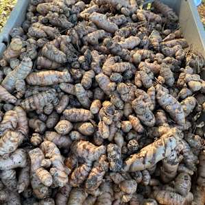 Organic Berries Turmeric & Peaches