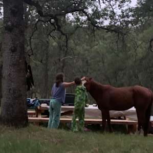 Hold your HORSES!