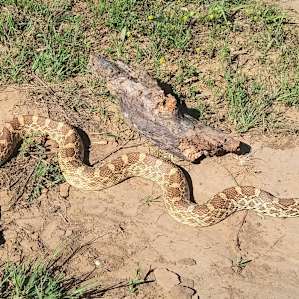 Beautiful Bullsnake! Largest I've ever seen. He definitely loves this place.