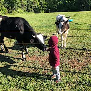 Sirloin and Ladyloin getting breakfast