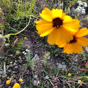 Wildflowers
