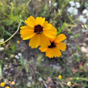 Wildflowers