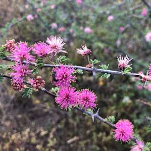 Wildflowers