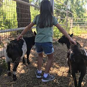 Petting goats