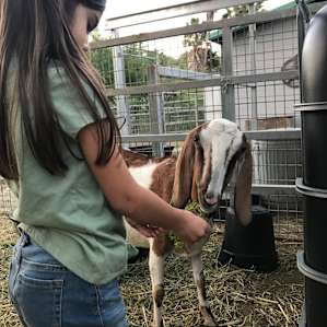 Feeding goats
