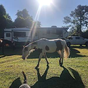 Tent Camping on 200 Acre Horse Farm