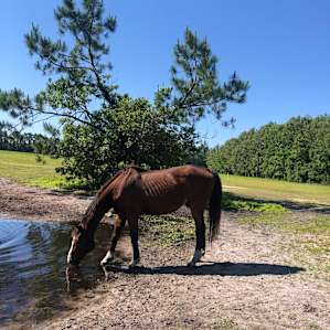 Tent Camping on 200 Acre Horse Farm