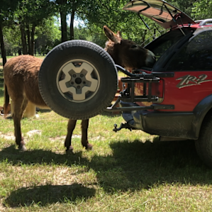 Curious donkeys lol ❤️