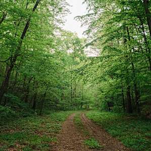 More of the forest roads that lead you through the property.