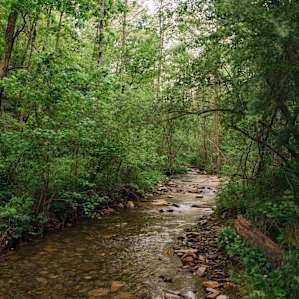 More of the streams that run through the property.