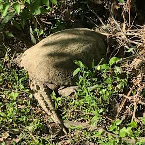 Came across huge turtle in the shade
