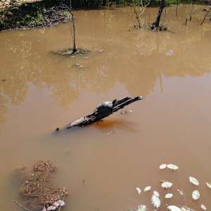 A drone picture of a lazy turtle in the pond. This is a haven for anyone who enjoys watching wildlife.