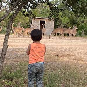 Deer walk right up!