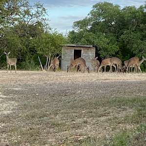 More deer!