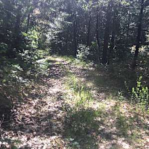 Trail/Road leading to River.