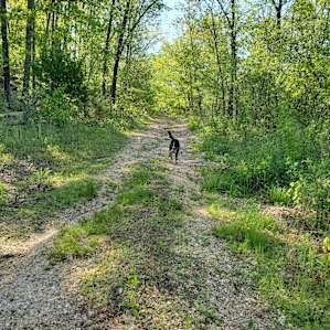 There are clear paths plus the resident dogs will guide you