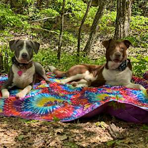 In the Forest by the Creek...