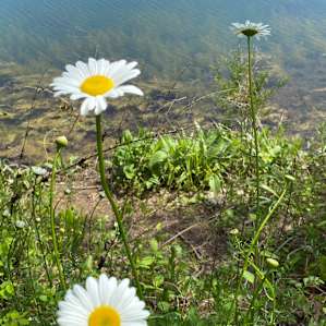 Pinebrook Lake