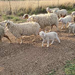Tin Willows Milk a Sheep Camp