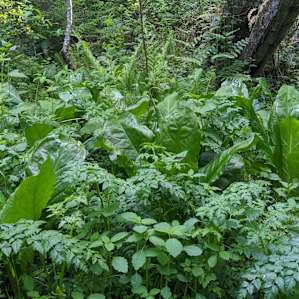 It's practically a rainforest by the pond