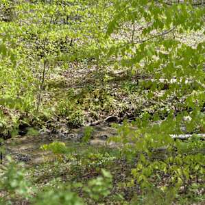 Kinderhook Hollow