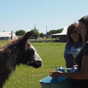 Feeding the Llamas, Shady Lady was the hungriest of the bunch!
