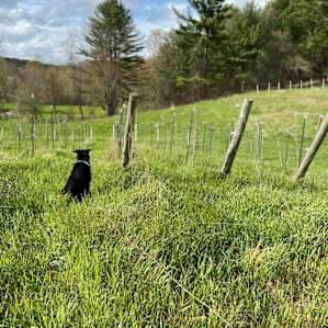 Vistas & Vines