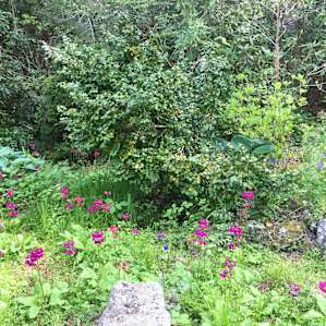Flora galore