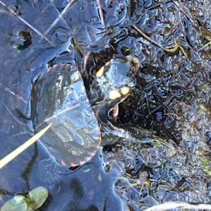 We found this little guy on a walk and steered him back to the water.