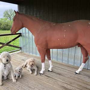 My doodles and their new horse friend