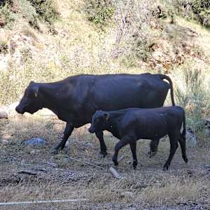 Wild Thingz Eco Farm