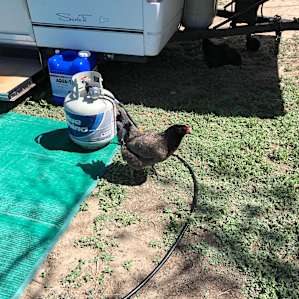 Friendly chickens come to visit occasionally. Lots of wild birds to see and hear also.
